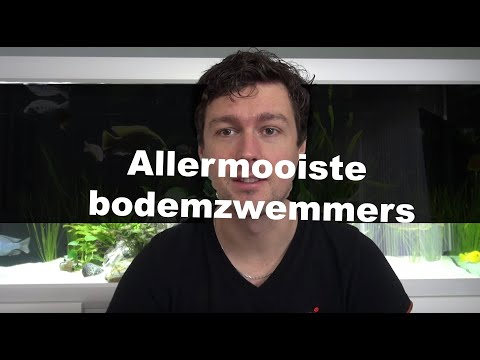 Video: Wat Bepaal Die Gedrag Van Akwariumvisse