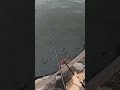 釣りしててこんなショックだった事ないわ