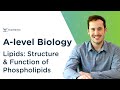 Lipids: Structure and Function of Phospholipids | A-level Biology | OCR, AQA, Edexcel