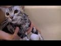 【猫記録95】猫シャンプー「こうなったらお前もびしょびしょにしてやるニャ！」