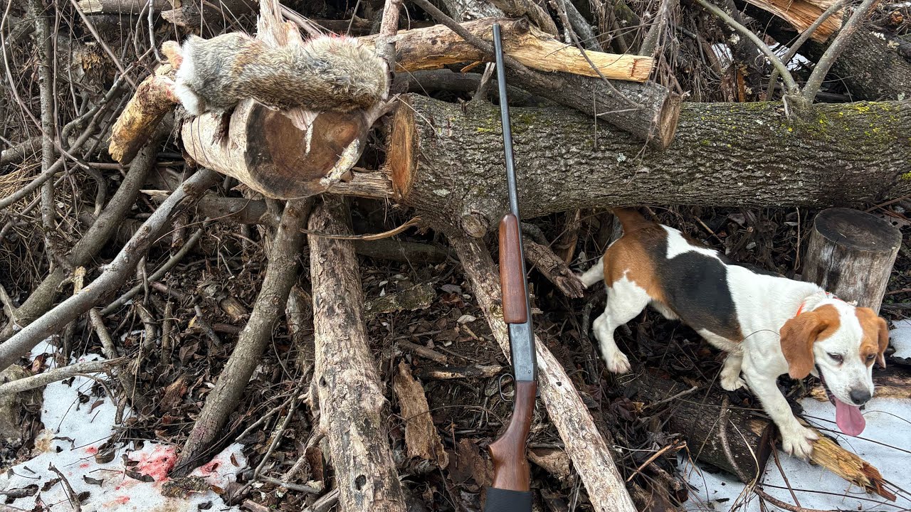 Warm day solo hunt with the Dogs