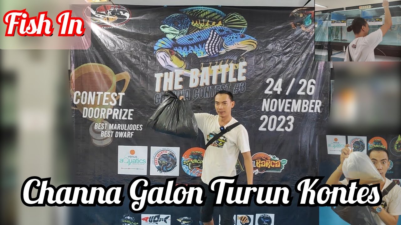 Fish In Kontes Channa Di Jakarta‼️Channa Galon Turun Kontes