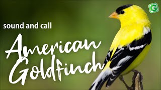 American Goldfinch Song Sound Call And Singing