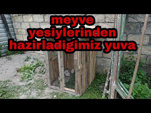 Video: Göyərçinxana necə qurulacaq: layihə, tərtibat, icra texnikası, iş üçün addım-addım təlimat, lazımi materiallar və alətlər