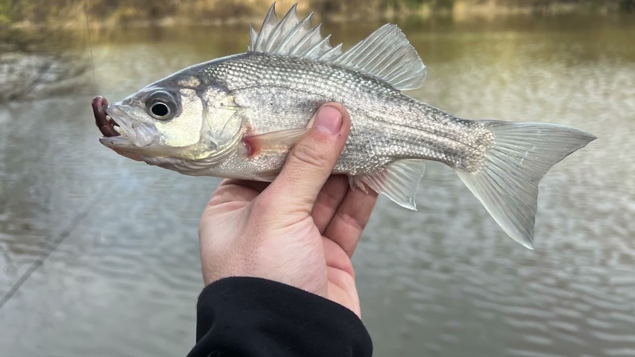 Ultimate Latrobe River Bass Fishing   Tips and Tricks for Success