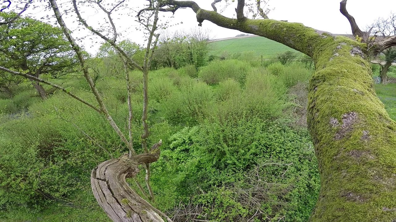 6 Years of Hazel Coppice From Up a Tree, Dead Hedges and 'Bluebell Cycle'.