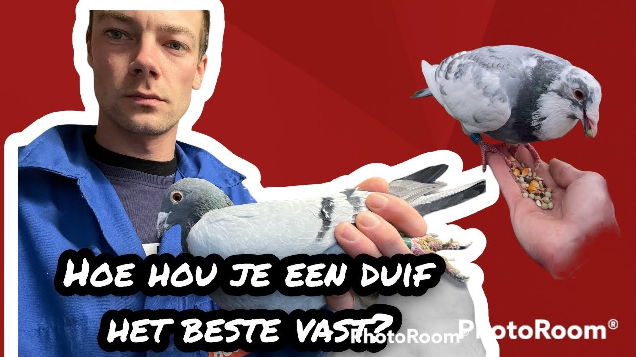 Hoe hou je een duif het beste vast | Postduiven | - YouTube Hoe Hou Je Een Duif Het Beste Vast | Postduiven | - Youtube