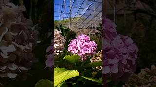 Estufa Fria - um oásis no meio de Lisboa #travel #lisboa #portugal #viagem #turismodeportugal