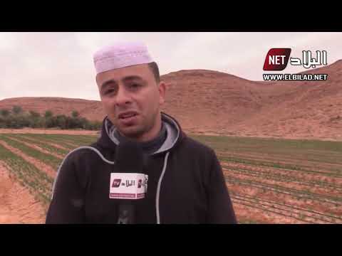 غرداية فريق شباني يستمثر في زراعة الزعفران