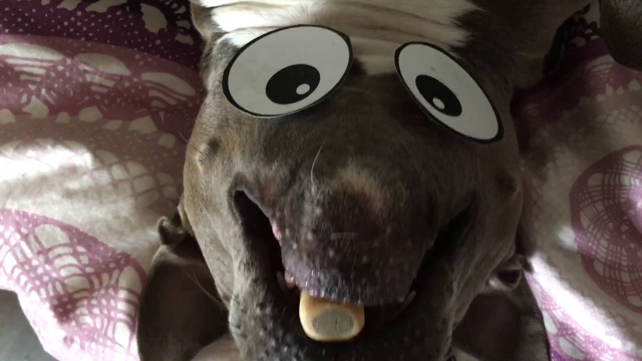 Funny Dog Upside Down Eyes Eating!