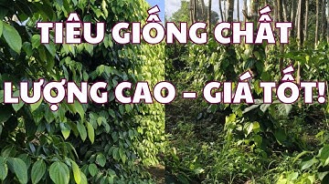 Giống Tiêu Bầu Mây Chuẩn Vườn – Cây Đẹp, Rễ Khỏe, Giá Tốt!