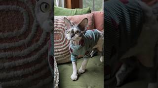 Umi Devon Rex kitten #devonrex #kitten #devonrexcat #cute #kitty