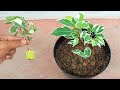 Effect of Aloe Vera Hormones Plants Will Magically Grow | Multiply Bonsai Butterfly Trees