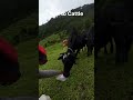 Cows Should Be Given Salt From Time To Time Bolongmagar Cowherd Ytshorts Thabang Travel Cows Should Be Given Salt From Time To Time Bolongmagar Cowherd Ytshorts Thabang Travel
