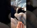 甘えん坊猫と幸せな手遊び歌🐈ハチワレ猫ざきお【猫動画】