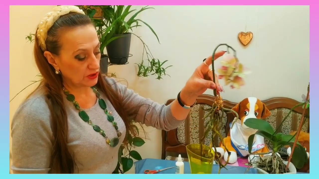 ОМОЛОЖЕНИЕ ОРХИДЕЙ!