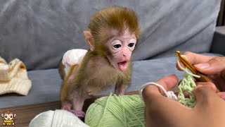 Baby monkey is excited when the nanny makes her a lovely gift