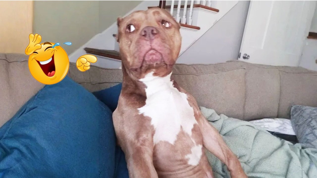 You Can’t Stop Laughing At These Dogs 🤣 FUNNIEST DOGS Video 2026 - YouTube