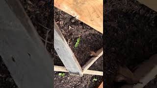 Free pyramid planter                      #palletprojects #growyourownfood
