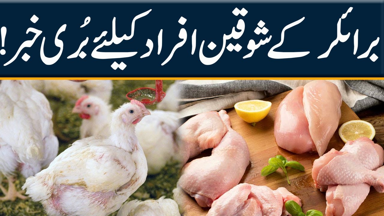 Chicken Price Hike ! Breaking News City 42 YouTube