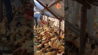 How to Golden mishri farming (#196) 🧺🐓 #shorts #shortsfeed #shortsvideo #viralvideo