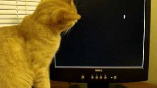 Cat (Spiky) versus Mouse (cursor)
