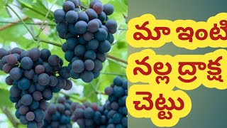 మా ఇంటి నల్ల ద్రాక్ష చెట్టు | My Grape Harvesting in Telugu