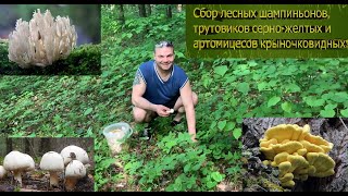 видео: Сбор лесных шампиньонов, трутовиков и артомицесов в июне. картинка: Сбор лесных шампиньонов, трутовиков и артомицесов в июне.