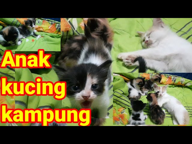 ANAK KUCING KAMPUNG UMUR 1BULAN||RHANY#Kucing#meong#cat#hewan class=