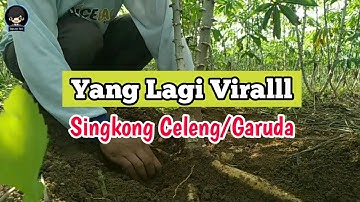 Singkong garuda viral dilampung. Singkong garuda, berbuah banyak, cepat panen dan potensi tinggi.