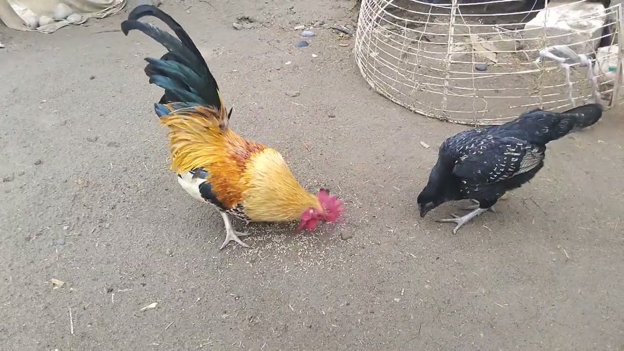 Happy Rooster & Hen Eating Together || Beautiful Village Morning Scene || Hawa Bird TV