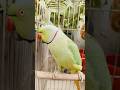 mitthu ne billi ke aawaj me bola 😲♥️😃🦜✨ #talkingparrot #cat #ytshorts #viral