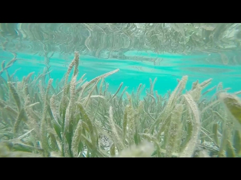 Seagrasses Greatly Reduce
