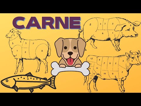 Video: Efectuarea comutării la o dietă alimentară brută pentru câini?