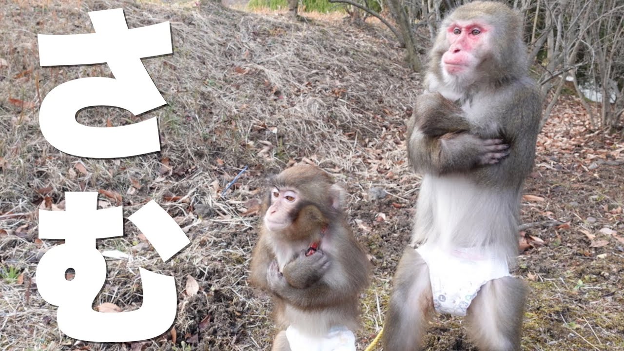 大寒波で気温が氷点下なのにお猿さんを裸で散歩した結果wwww