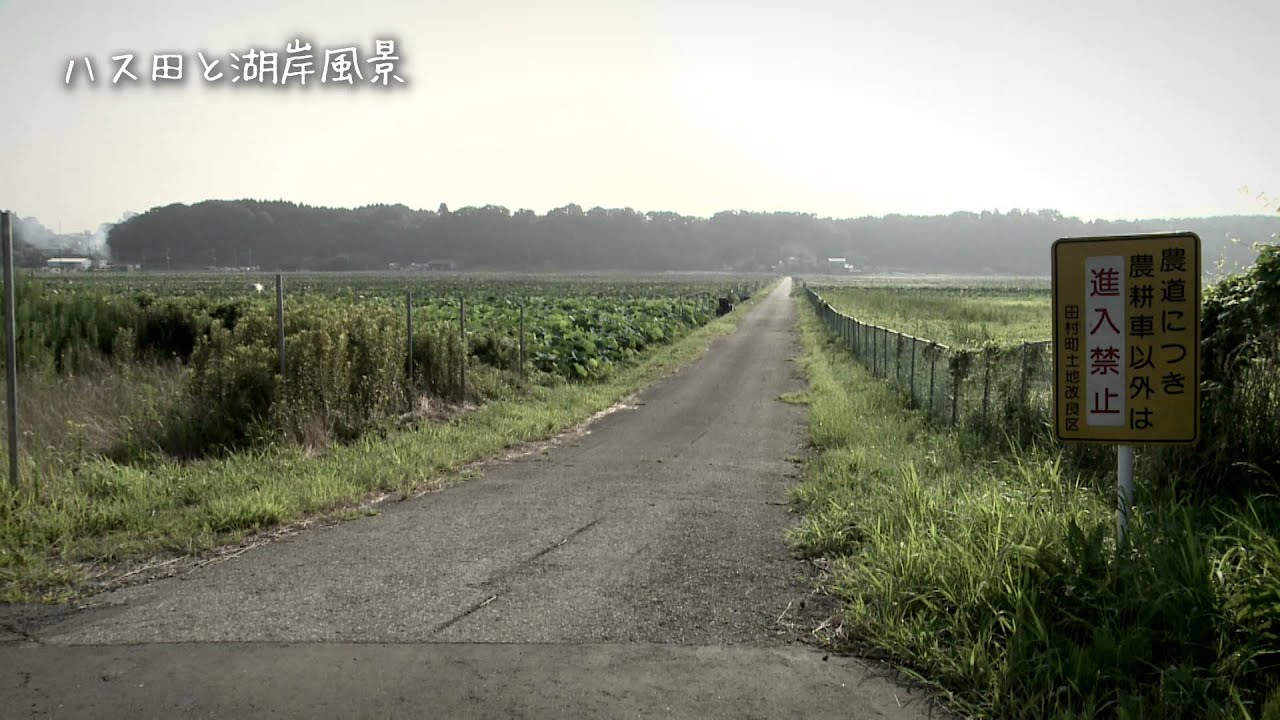 ハス田と湖岸風景 Youtube