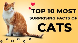 How Cats Engage more Attentions of Humans? Surprising Facts, Animals