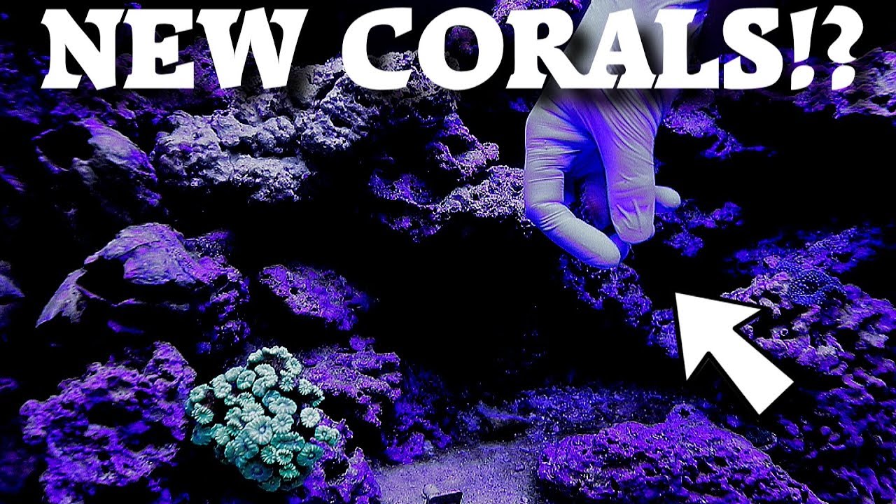 Coral Reef Aquarium! YouTube