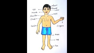 Bodypartsdrawing How To Draw Human Body Parts Step By Step| Simple Diagram  Of Human Body Part - Youtube