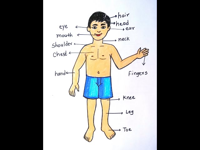 Bodypartsdrawing How To Draw Human Body Parts Step By Step| Simple Diagram  Of Human Body Part - Youtube