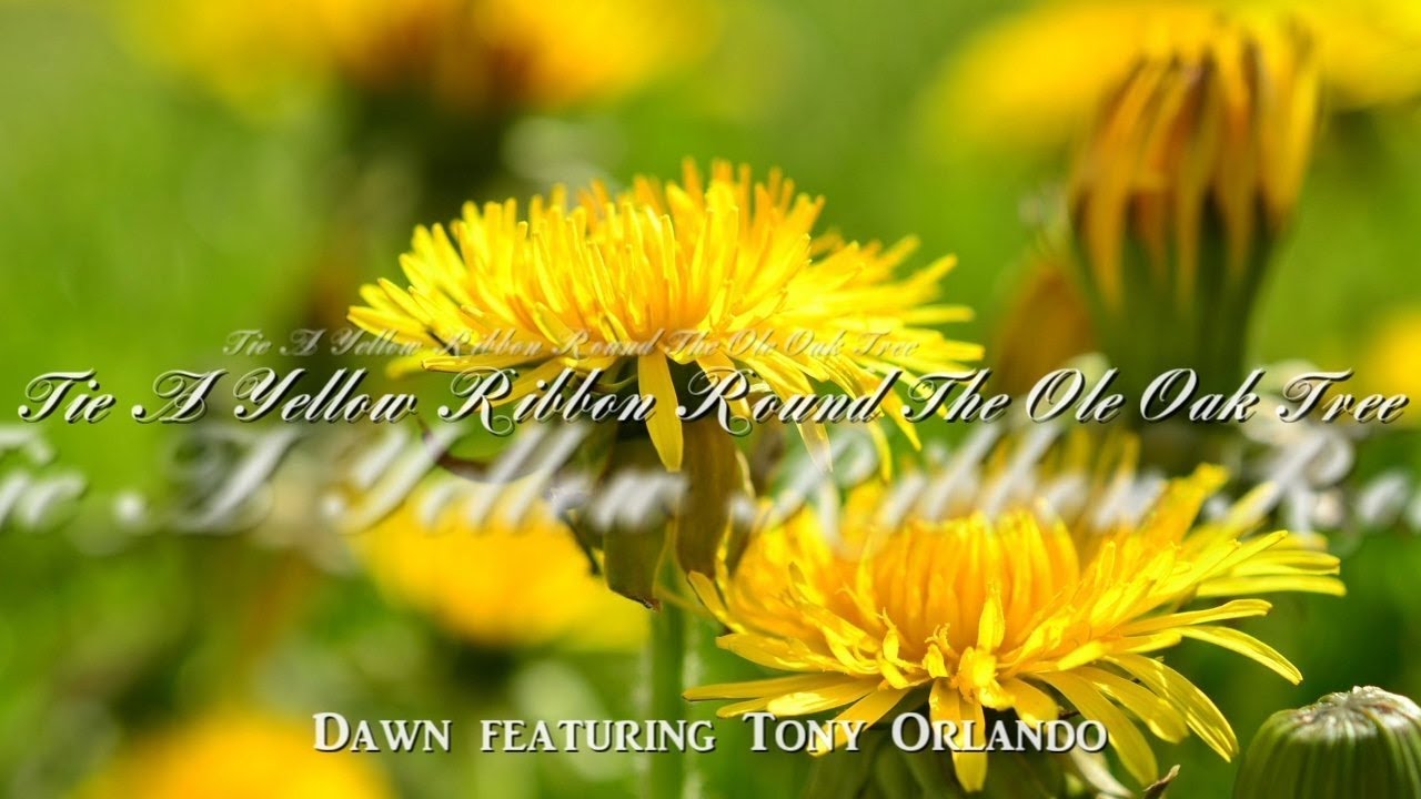 Tie A Yellow Ribbon Round The Ole Oak Tree - Dawn featuring Tony