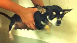 Cute Dogs Air Swimming - Funny Dog Videos Compilation 2015