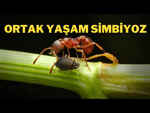 Video: Endosimbioz nəzəriyyəsi həyatın mənşəyi haqqında nəyi təsvir etməyə çalışır?