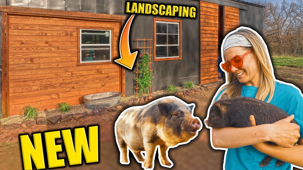 New PIGS!! New Landscaping! So Excited For NEW CHANGES At Shootdang Ranch / Barndominium / Tiny Farm