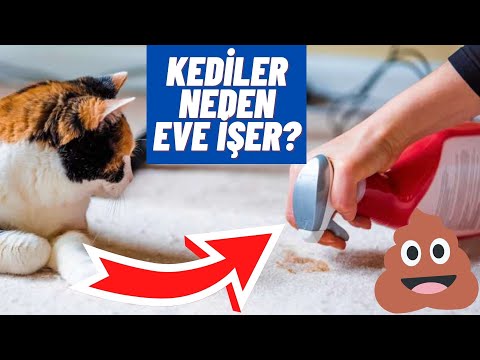 KEDİLER NEDEN EVİN HER YERİNE İDRAR YAPAR? İŞTE ÇÖZÜMÜ