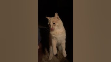 Catnip (funny cat videos) 👍