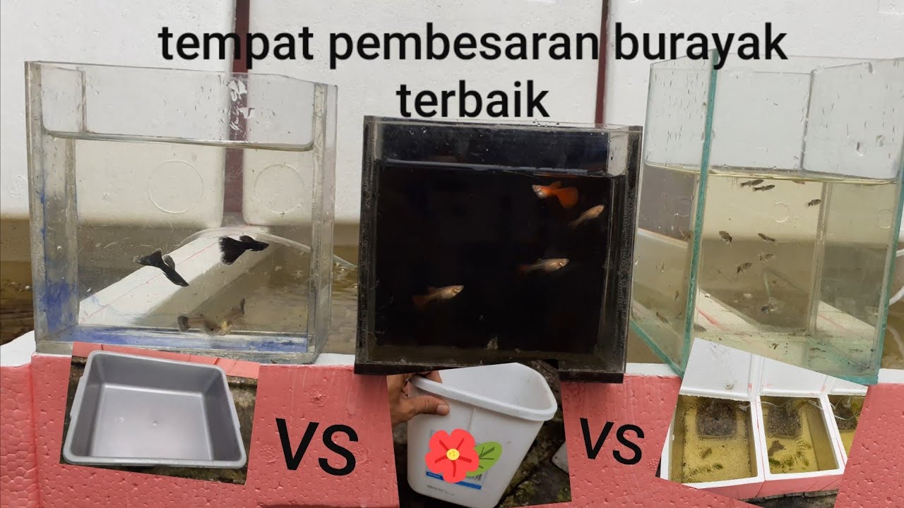 Perbandingan hasil pelihara guppy di box es krim vs baskom vs box styrofoam