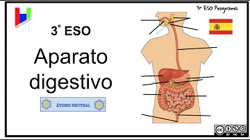 ¿Qué es la vellosidad y Microvellosidad?