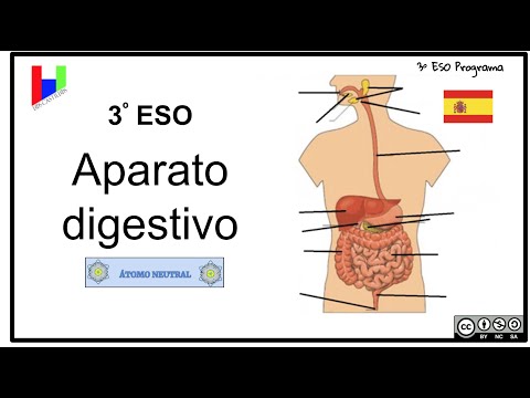 Video: ¿En qué parte del sistema digestivo se encuentran las vellosidades?