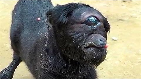 インドで目が一つしか無いヤギが生まれた